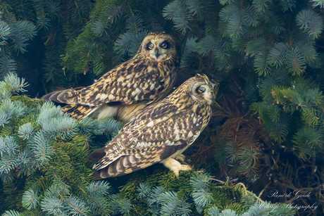 sooooo  sleeepy.....................