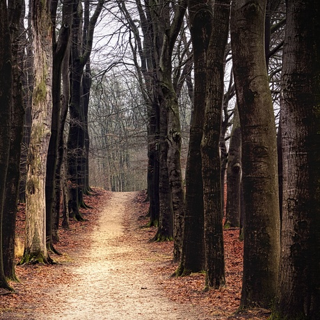 Winterbos