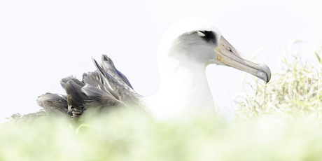 Laysan albatros