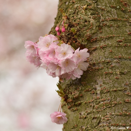 Lente