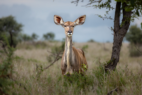 kudu 