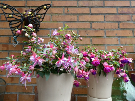 fuchsia's