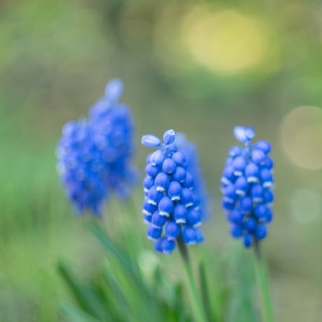 Blauwe Druifjes