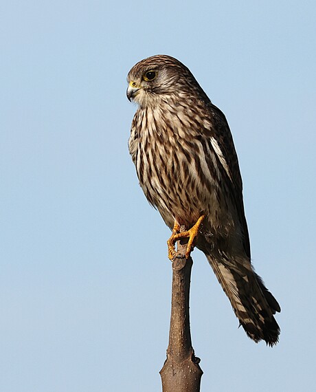 Torenvalk op de uitkijk.