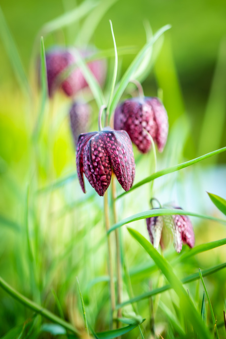 kievitsbloem