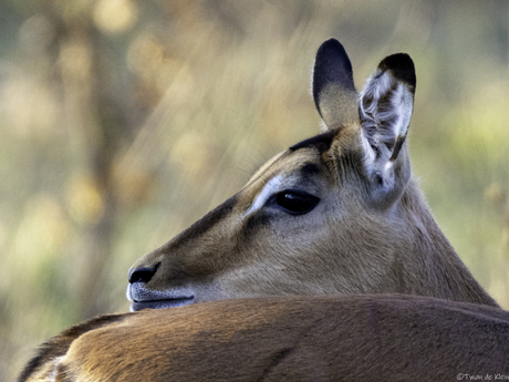 Impala