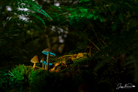 Paddestoelen light-painten 