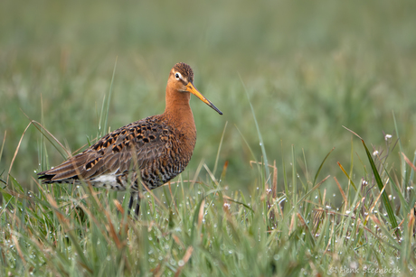Grutto in het natte land