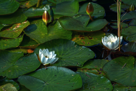 Water Lelies
