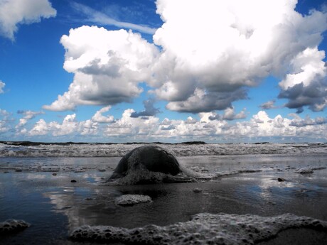 Kwallen aan het strand