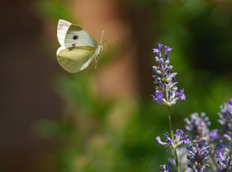 In flight.
