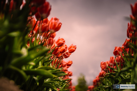 Tussen het rood door