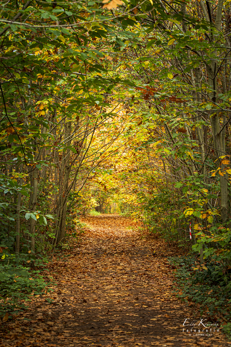 Herfstkleuren