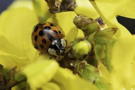 De eerste zonnestralen