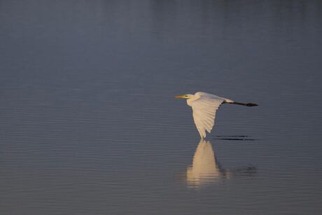 Grote Zilverreiger