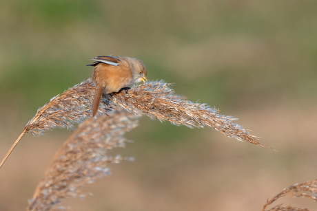 Baardmannetje (vrouwtje)