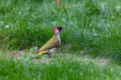 Groene Specht