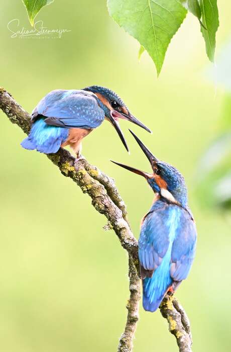 Kingfishers 💙
