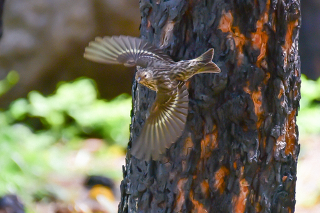 Dennensijs(Spinus pinus)