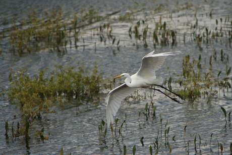 Zilver reiger in vlucht