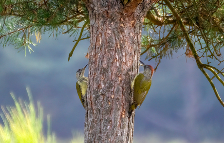 Groene spechten 