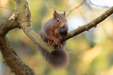 Eekhoorn met ontbijt