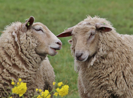 Zou het eetbaar zijn?
