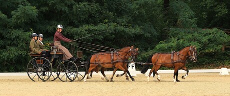 4 span pony's dressuur.