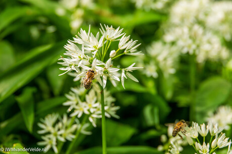 Drukke bijtjes op de Dasloookbloemetjes