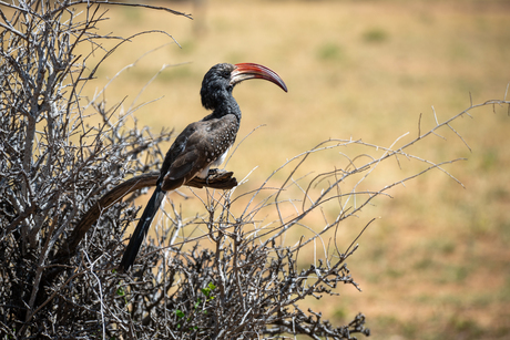 Hornbill in Namibië
