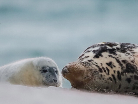 Grijze zeehond met jong.. 