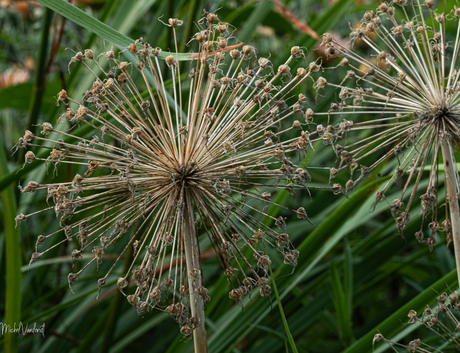 In de tuin,