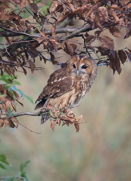 Nieuwsgierige dwerguil