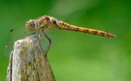 Bruinrode heidelibel