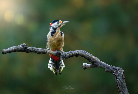 Great spotted woodpecker - Grote bonte specht 