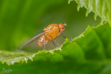 Fruit vliegje  (Calliopum tuberculosa)