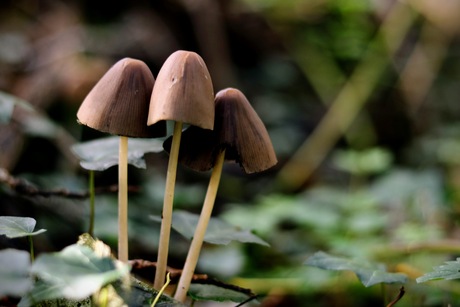 3 paddenstoelen bij elkaar