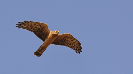 Blauwe kiekendief (vrouwtje).