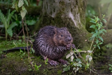 Jonge Bever