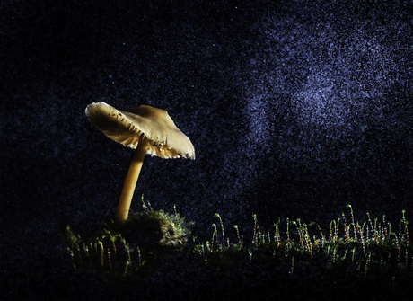 paddenstoel met sterrenhemel 