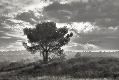 Park de Hoge Veluwe.3