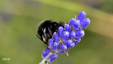 Geheel Zwarte Hommel