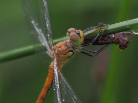 Bloedrode heidelibel