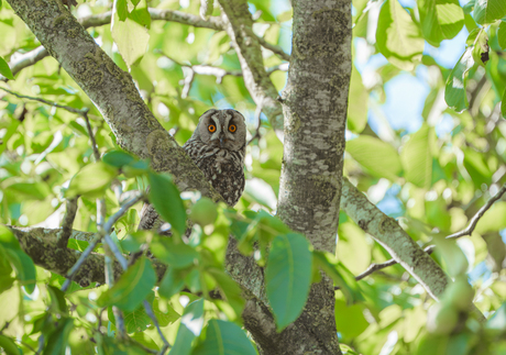 Ransuil op bezoek...