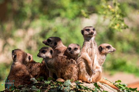 Stokstaartjes familie portret