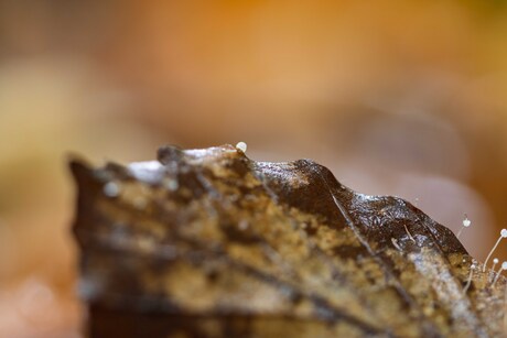 intussen op de rand van een blad: wat is Piet toch een uitslover, wil weer alleen bovenaan in Zoom staan