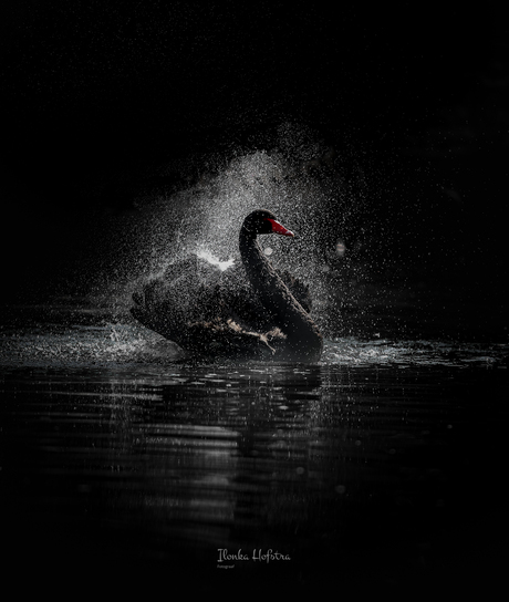 Black swan