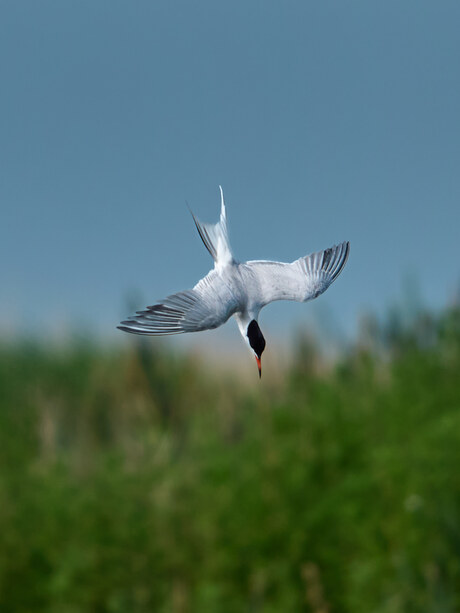 Common Tern-2