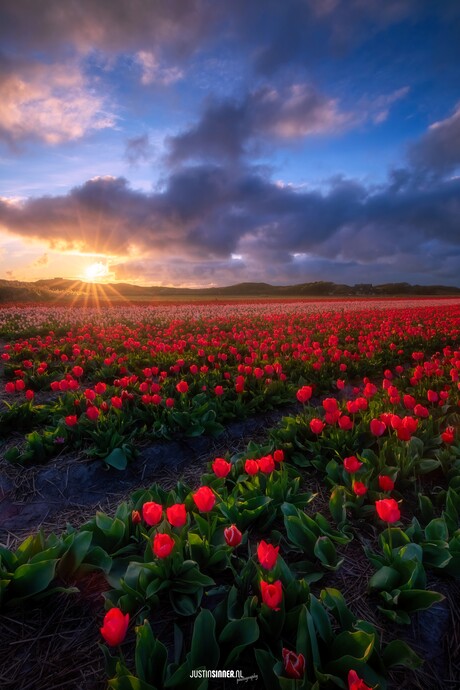 Rode tulpen.