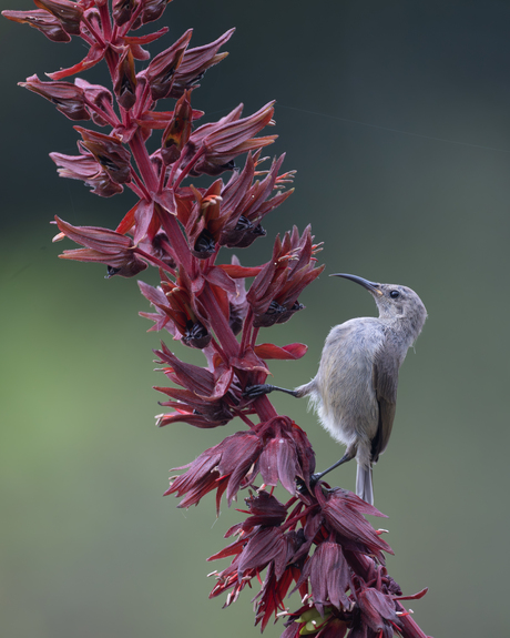 Malachite (vr) Sunbird
